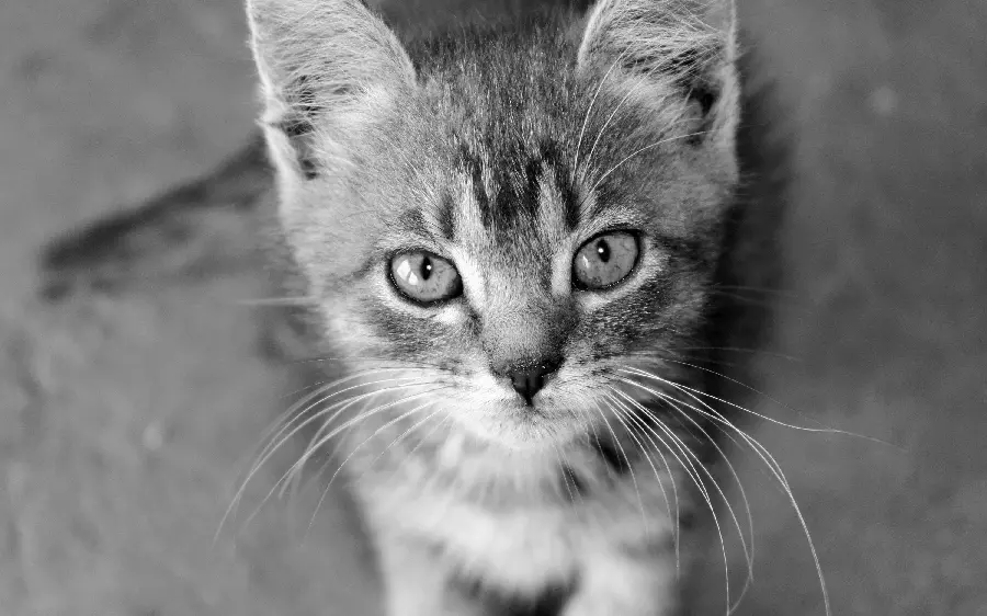 Black and white wallpaper of a tabby cat for pet lovers