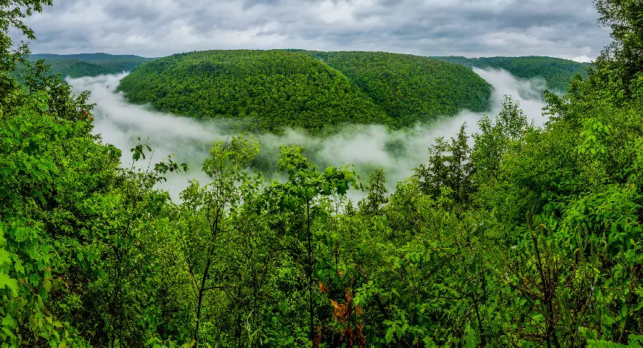 The most beautiful photo of a lush natural landscape with trees and flowers 