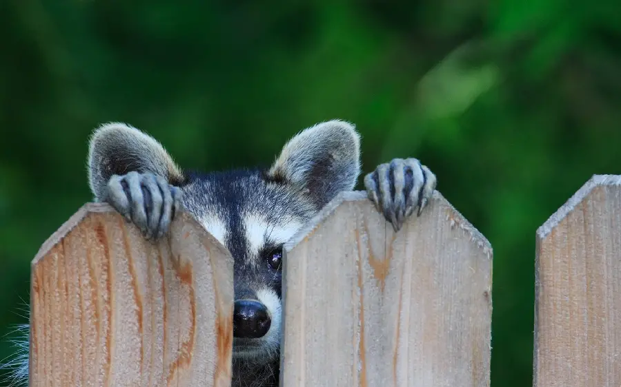 A spectacular photo of a cute raccoon for the desktop background of animal lovers