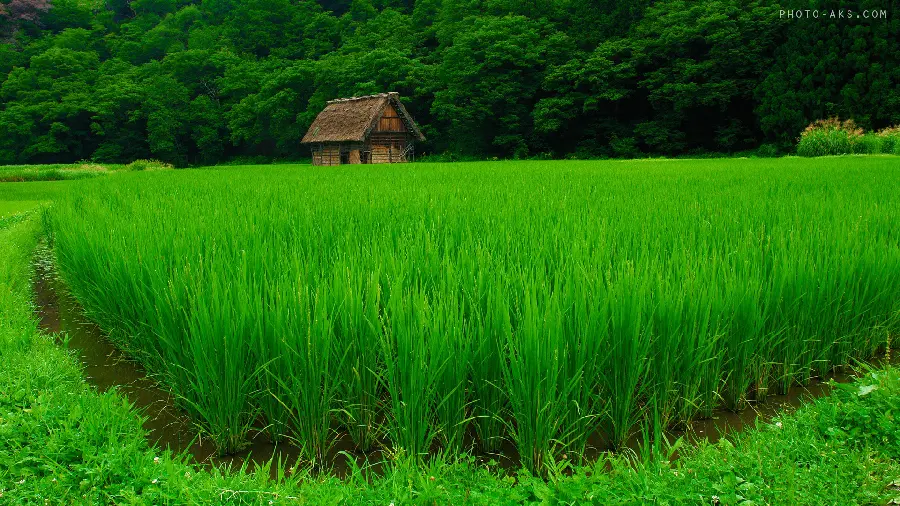 Dream photo of a wooden hut in the middle of the green field from the natural landscapes of Iran