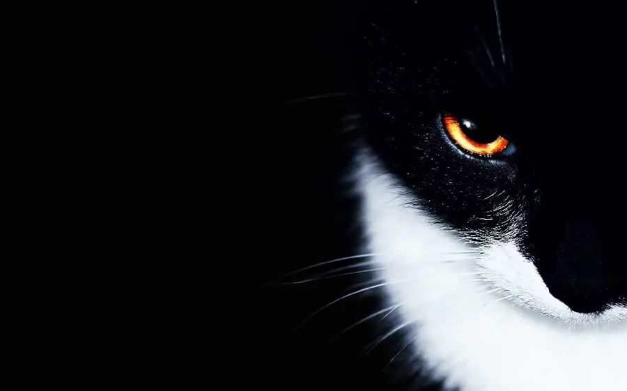 Photo of a cat with black and white hair on a black background