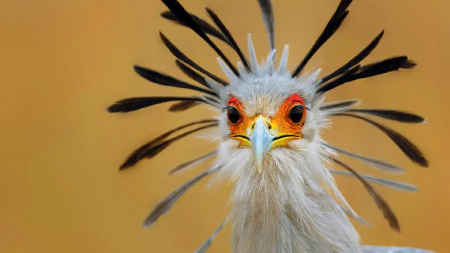Spectacular and special photo of African secretary bird for printing 2023