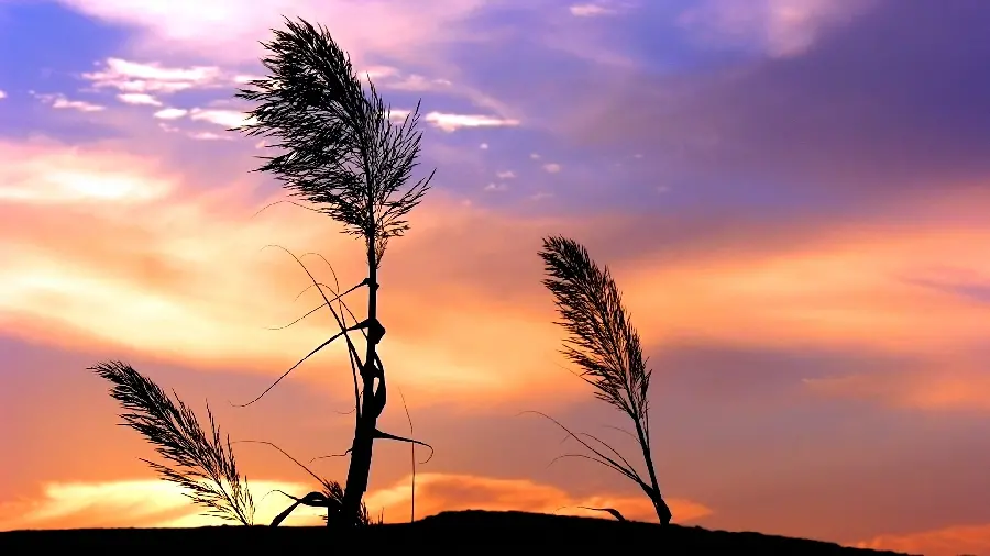Download photo of tall shrubs with a dreamy purple and orange sky