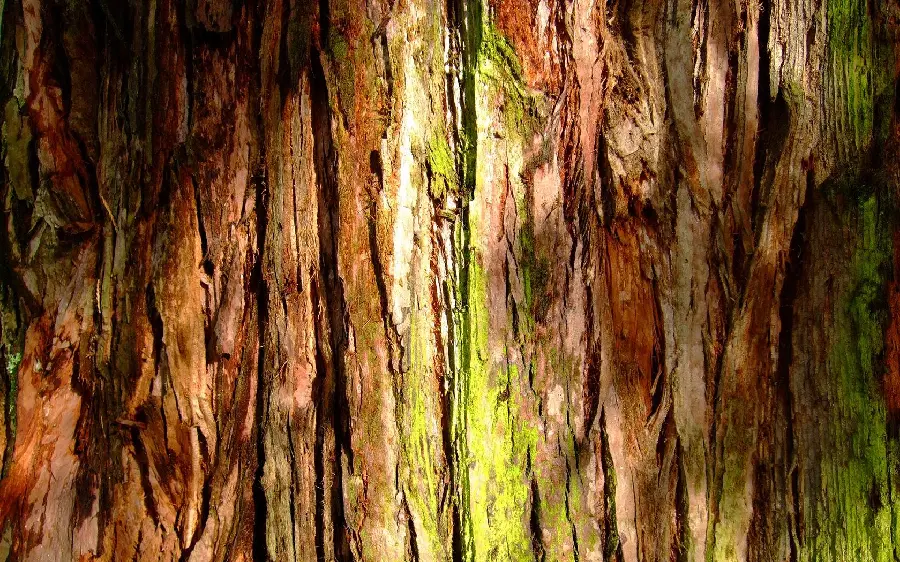 Free photo of natural wood texture and texture for computer design work