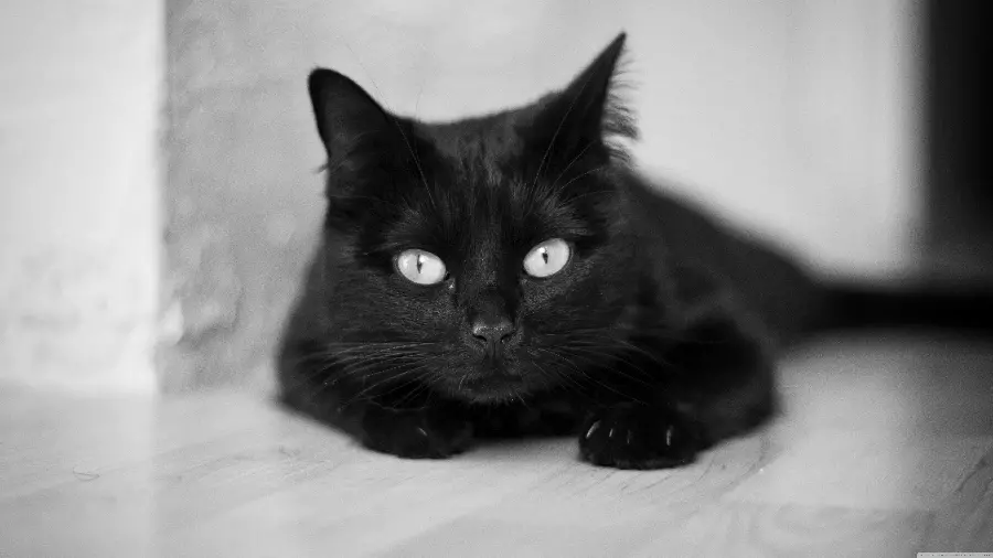 A spectacular background photo of a black cat with a black and white theme