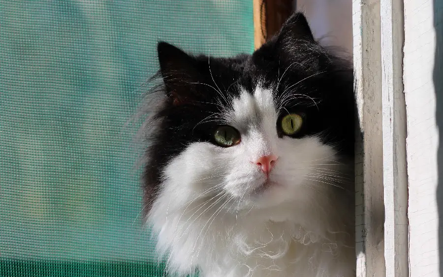 Beautiful photo of a black and white Ragamuffin cat