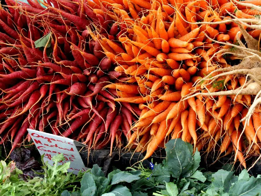 Photo of the agricultural market with juicy orange carrots