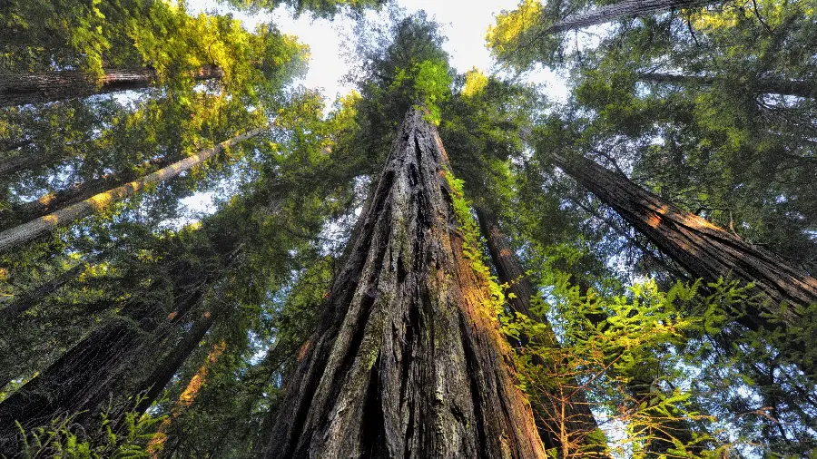 High quality close-up image of tall sequoia trees