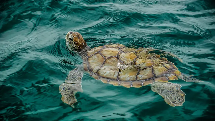 The most special wallpaper and unique new turtle design for computer and laptop for girls and boys