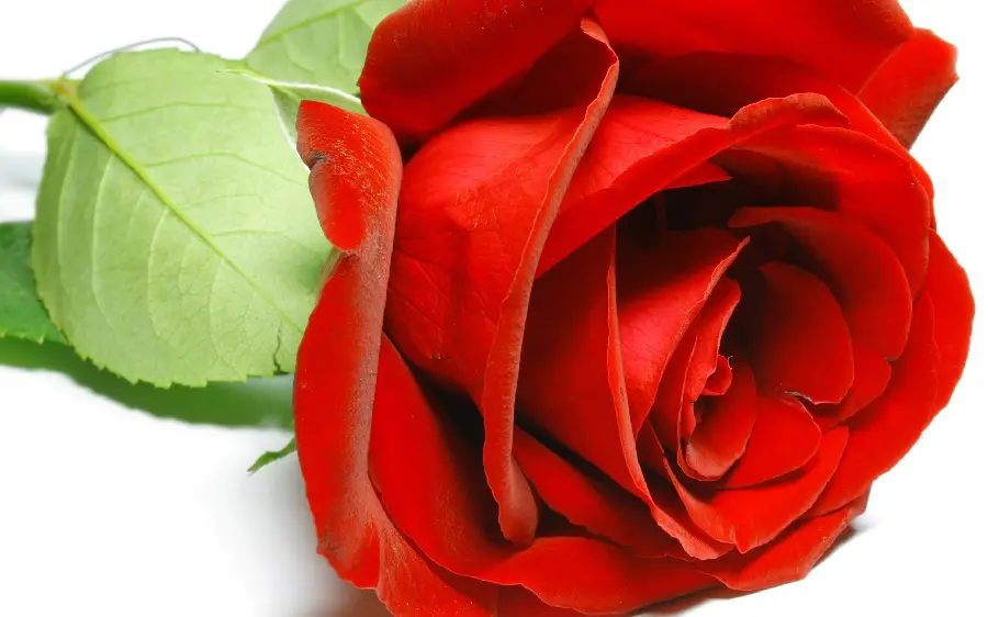 Stock wallpaper of red roses on a white background selected 2023