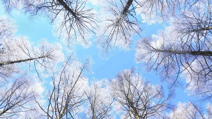 Stock with the best angle of photography of trees in the sky background 2023
