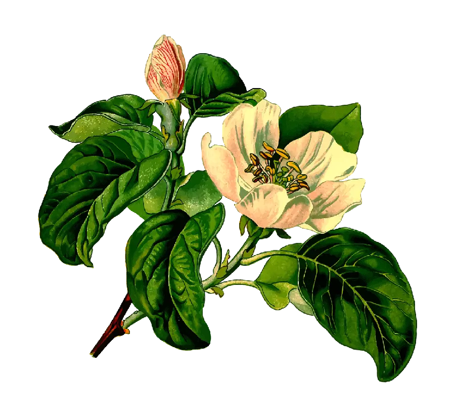 Download PNG photo of a tree blossom with a cutout