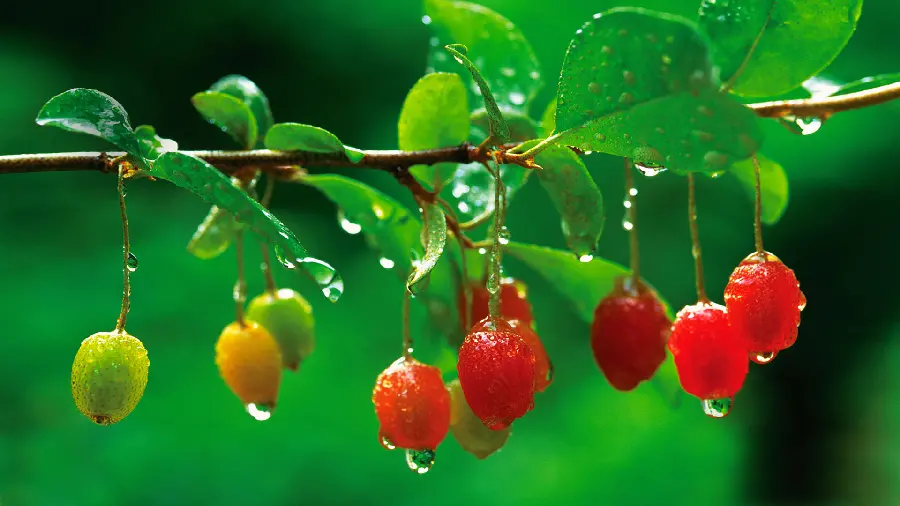 Interesting background photo of fruits on a tree with raindrops