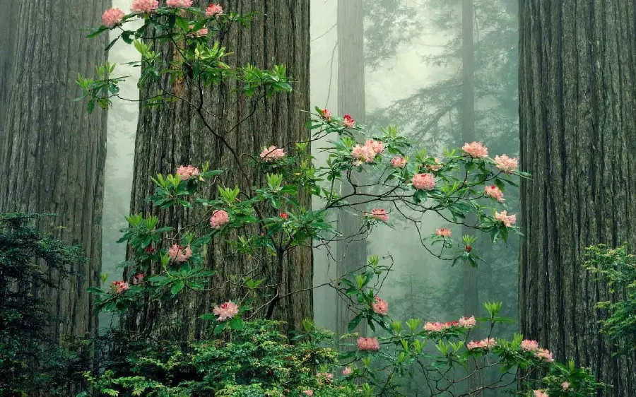 Photo of beautiful and pink flowers with a background of tall sequoia trees