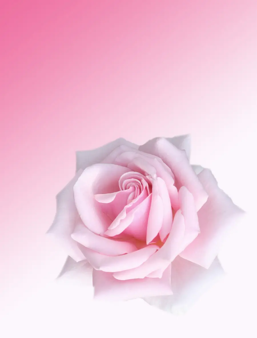 Download simple white and pink rose photo suitable for writing Valentine's text