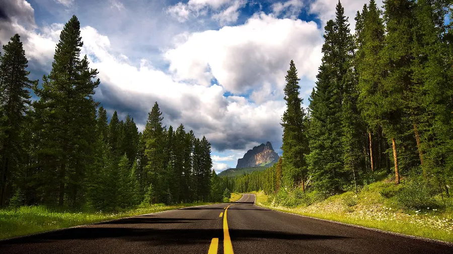 New and beautiful wallpaper of a dreamy road among tall trees