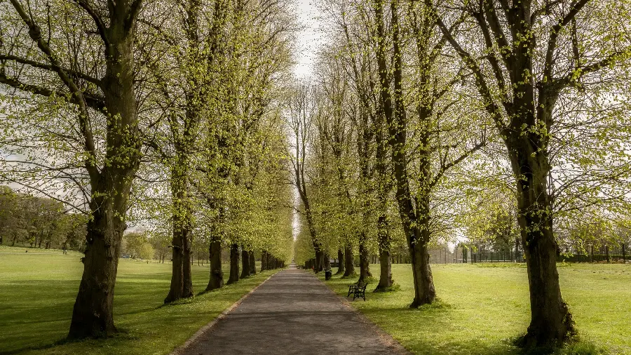 A very beautiful picture of a narrow road through green and tree-filled forests