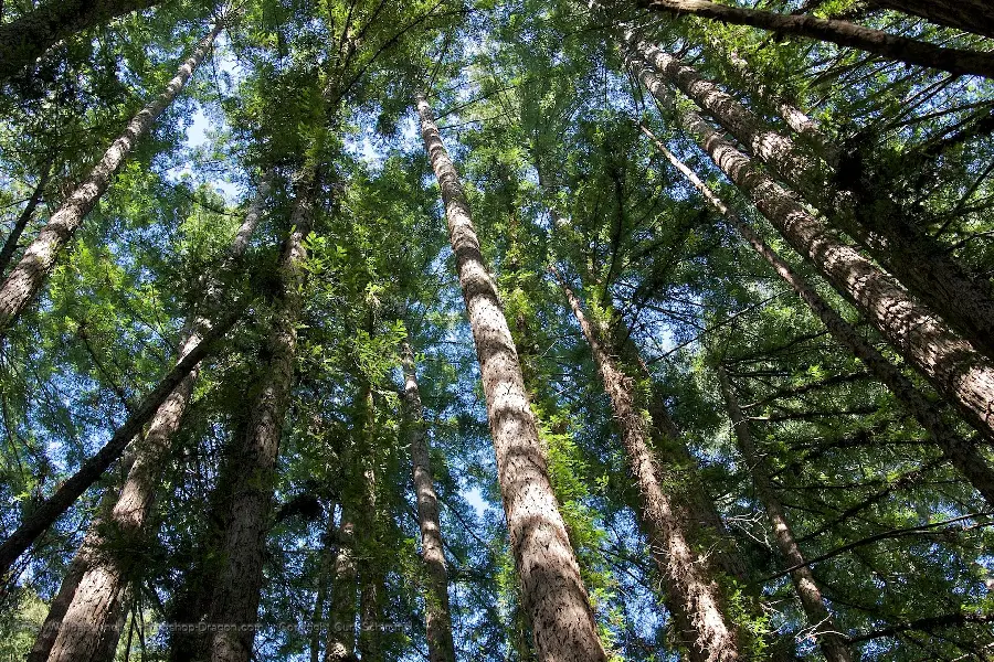 Wallpaper for nature lovers of the tall sequoia tree