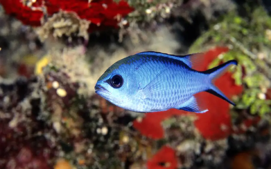 Download Wallpaper Laptop Blue Angry Fish Sea 