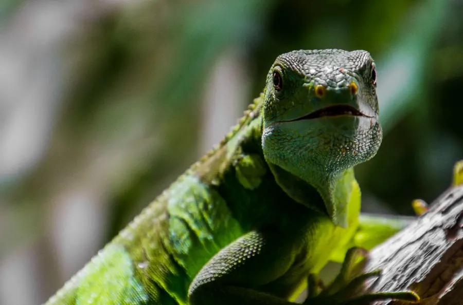 The most interesting wallpaper released in 1402 for Windows 11 and 12 with a chameleon photo 