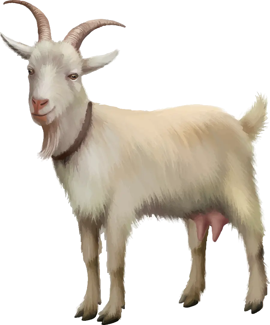 Real White Goat PNG and Teleported Image with Fluffy and Googly 
