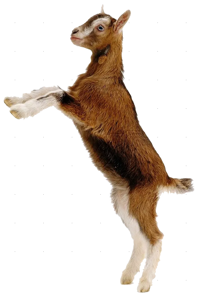Interesting and spectacular photo of a jumping brown goat in PNG format 