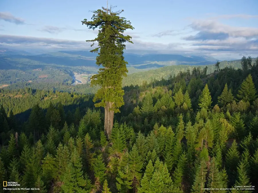 Very Tall Sequoia Tree Background for Desktop
