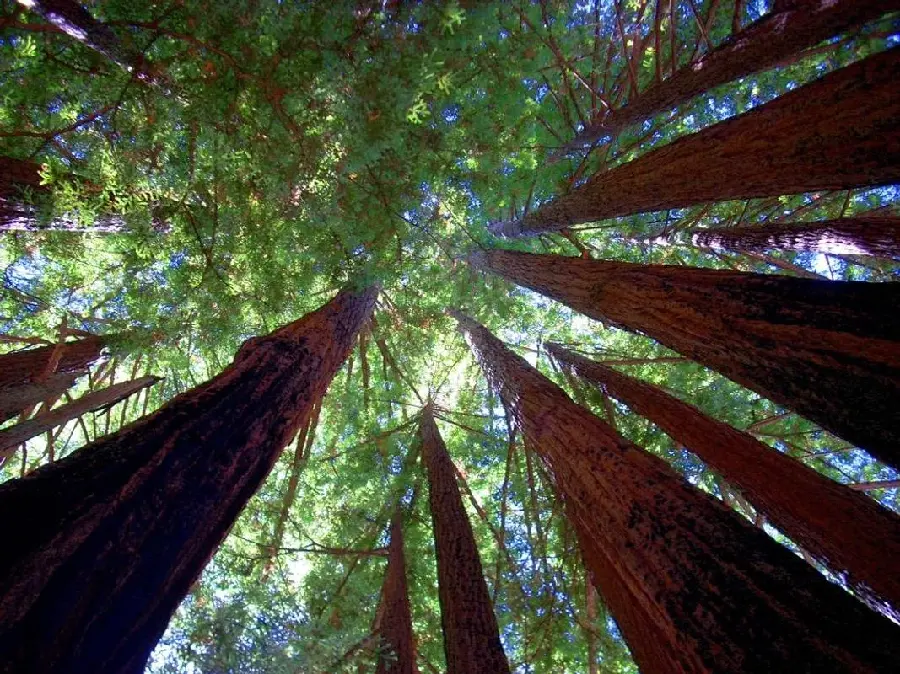 Photo of a tall sequoia tree with the best photography angle