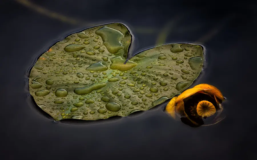 Very interesting wallpaper photo of lotus blossoms in a swamp