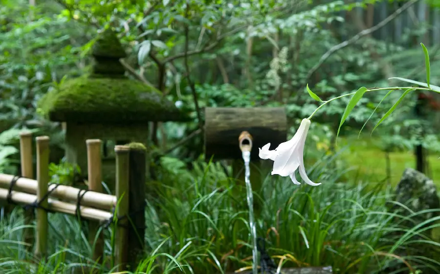 A piece of paradise photo with dreamy nature in an interesting view
