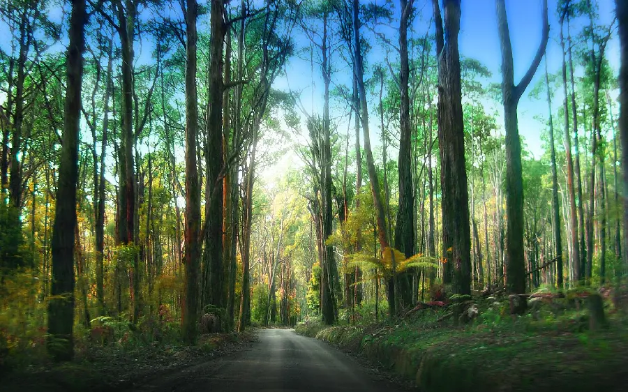 Picture with a breathtaking view of tall sequoia trees full hd