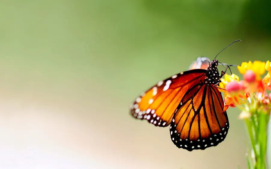 Download free and high-quality background images for Windows in 2023