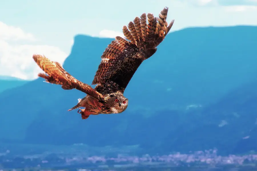 The best background image for Windows with the design of smart and clever animals like eagles 