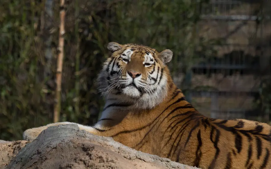 Tired tiger sleeping in a natural forest background suitable for Windows
