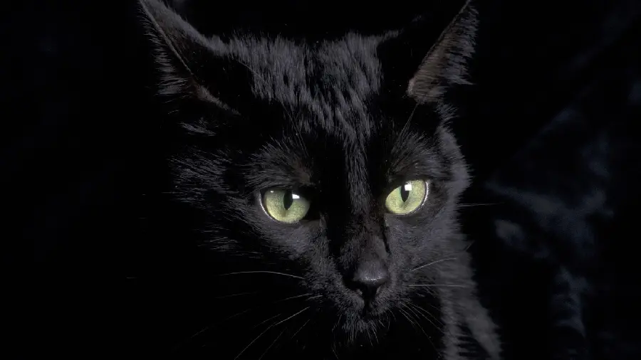 Black cat background with special green eyes