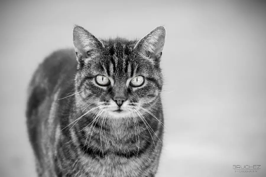 Download a beautiful photo of a black and white cat in very high quality