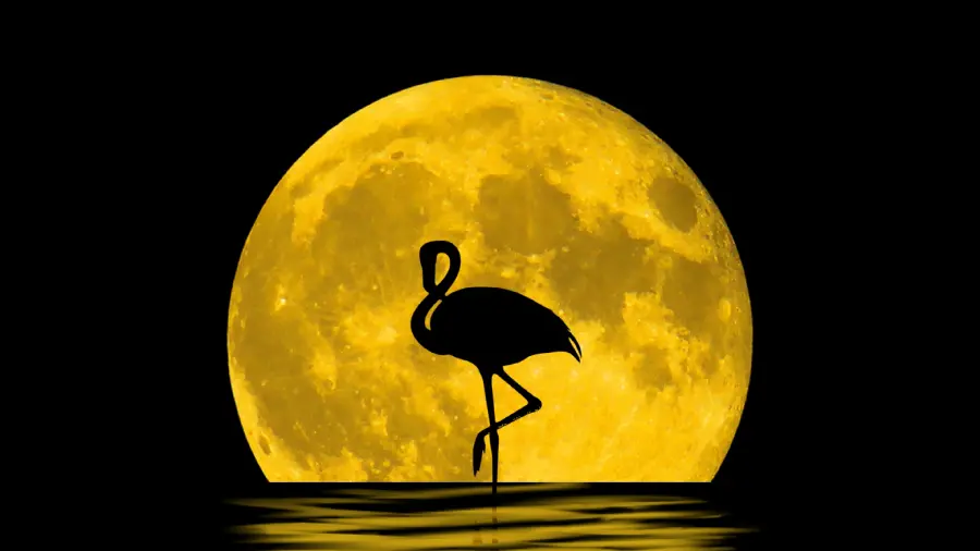 Download new 5K background with black background, flamingo design for Windows 11 and 12