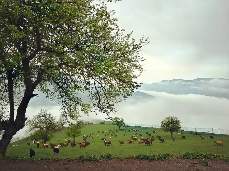 The feeling of the extraordinary nature of the north of the country in foggy weather 