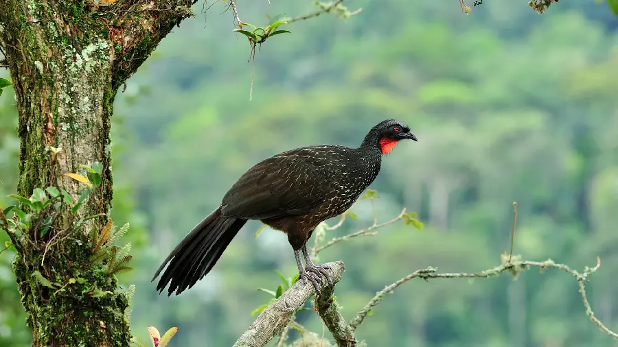 Download beautiful and feathered black bird background photo in HD quality