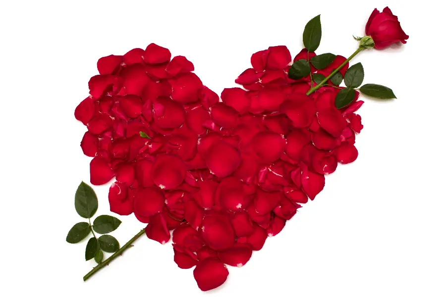 Download Heart Stock Photo with Red Roses and White Background