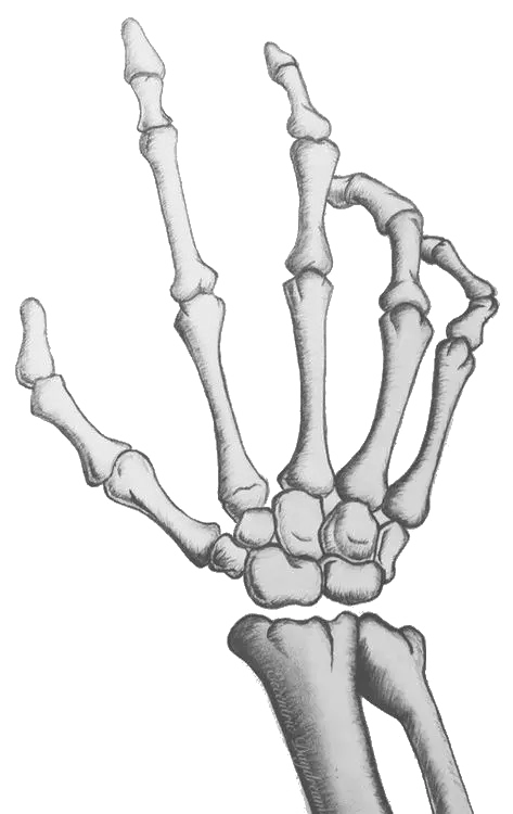 Image of a skeleton of fingers on a white background related to physiotherapy