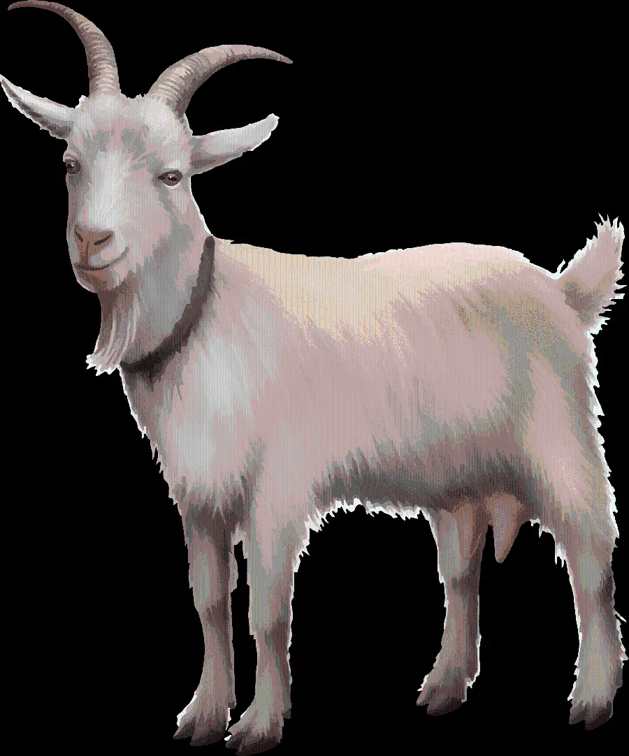 Free Download Real White Goat PNG Photo Teleported Without Background 