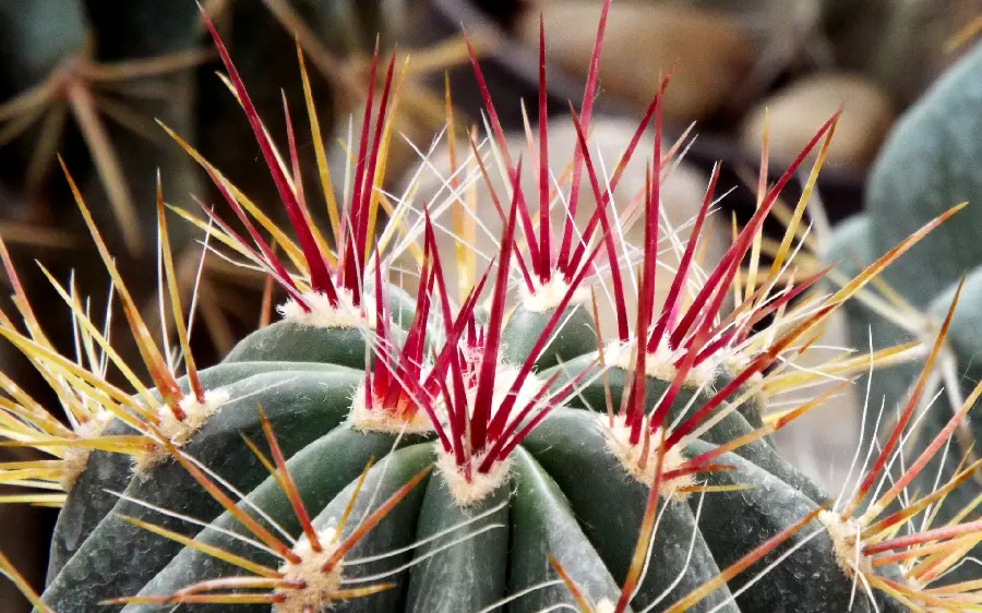 Close-up photo of cactus thorns in a new theme and color