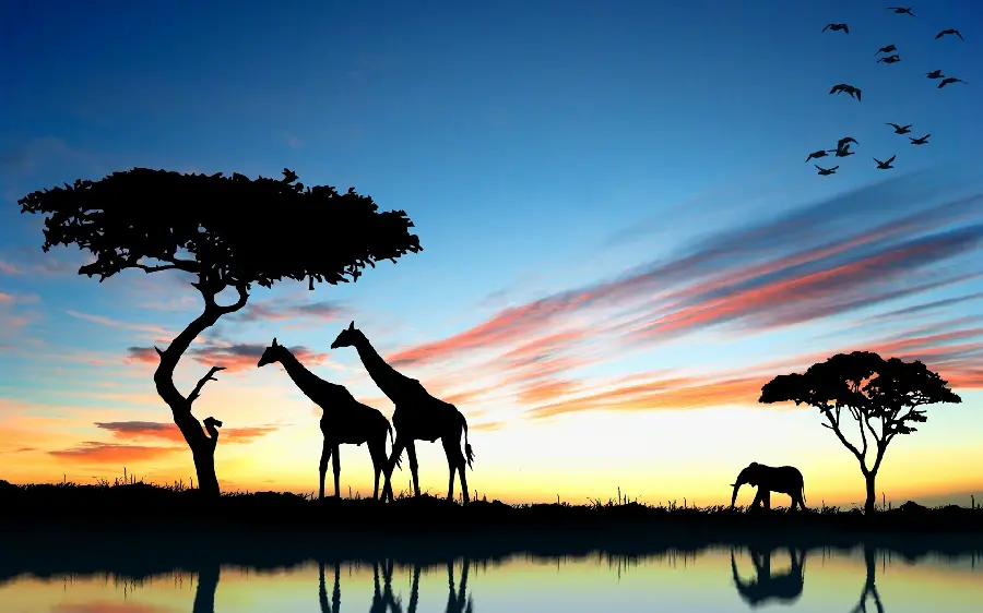African wildlife wallpaper for computer background