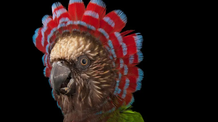 Background image with a new and attractive design of a bird on a black background 