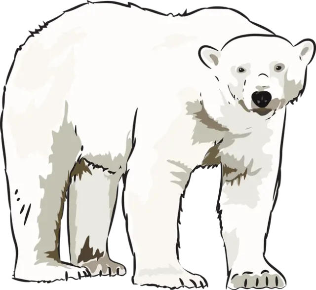 Photo of a drawing in the form of a PNG file of an adult polar bear