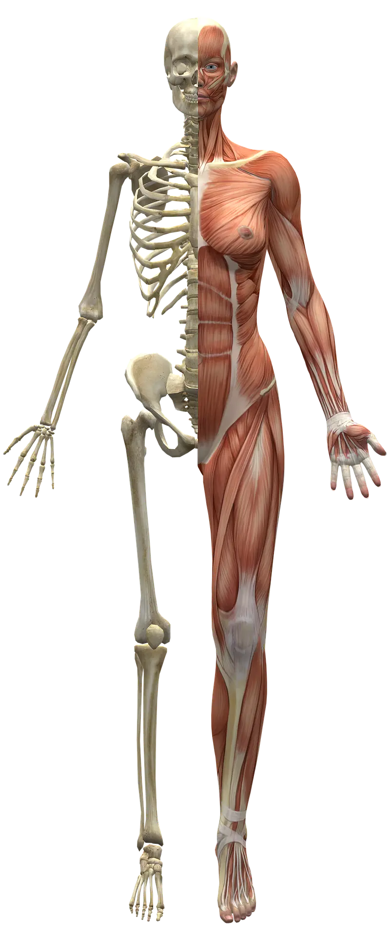 Physiotherapy medically relevant image of skeletal structure and function