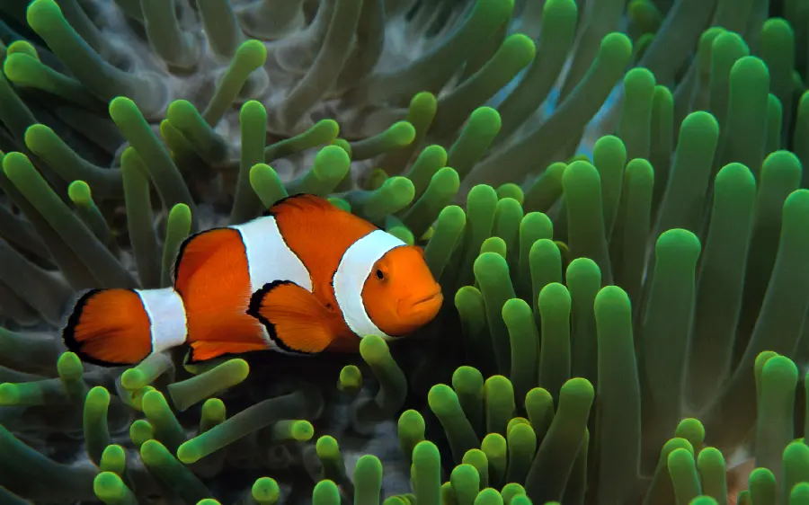 Laptop background with a fish design growing in the sea with Yala quality 
