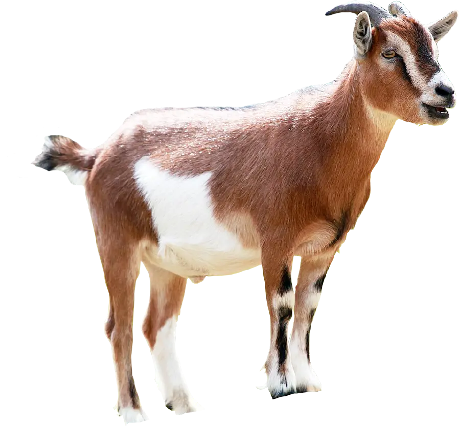 The Most Perfect PNG Image Real Goat PNG Female White Brown 