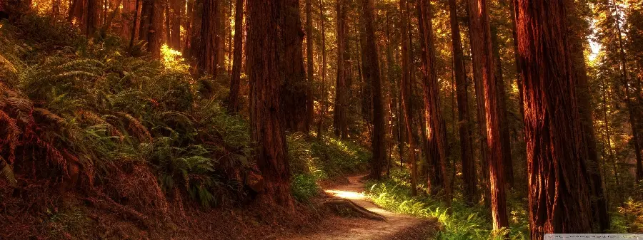 Photo of a tall and giant sequoia tree